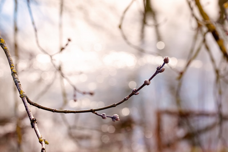 Napközben napsütés, hajnalban mínuszok